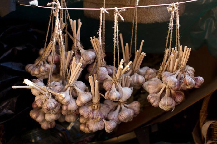 Експерти назвали спосіб зберігання часнику без холодильника Експерти назвали спосіб зберігання часнику без холодильника