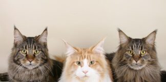 Особливості котів породи мейн-кун