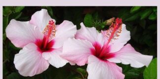 Мій гібіскус більше не жовтіє та не скидає бутони