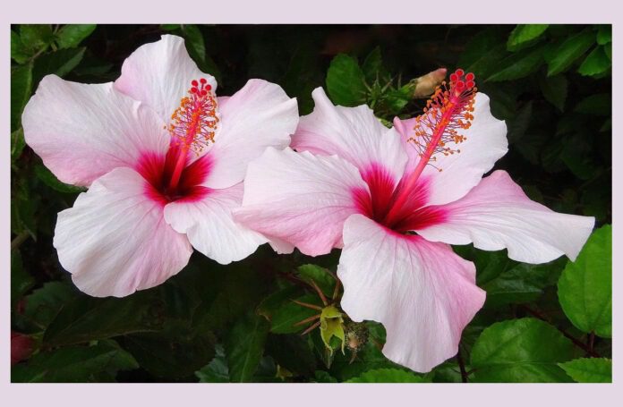 Мій гібіскус більше не жовтіє та не скидає бутони Мій гібіскус більше не жовтіє та не скидає бутони