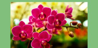 Ґрунт для орхідей можна приготувати своїми руками