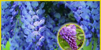 Найкрасивіші рослини для прикрашання паркану на дачній ділянці