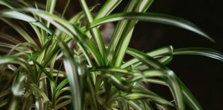 Експерти назвали найкращі для вирощування кімнатні рослини 