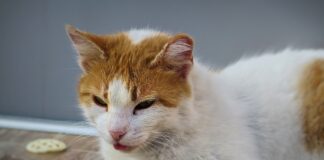 Які ознаки вказують, що кіт захворів 