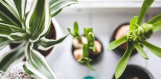 Рослини, які очищують повітря.