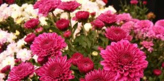 Чим підживити хризантеми для пишного та гарного цвітіння 