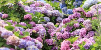 Як правильно підготувати гортензію до зими