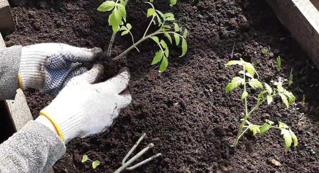 Мої саджанці не приживаються і гинуть – що робити? Дачники розповіли, як вирішити цю проблему раз і назавжди 