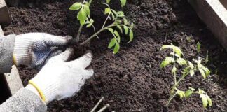 Як захистити корені рослин від вимерзання