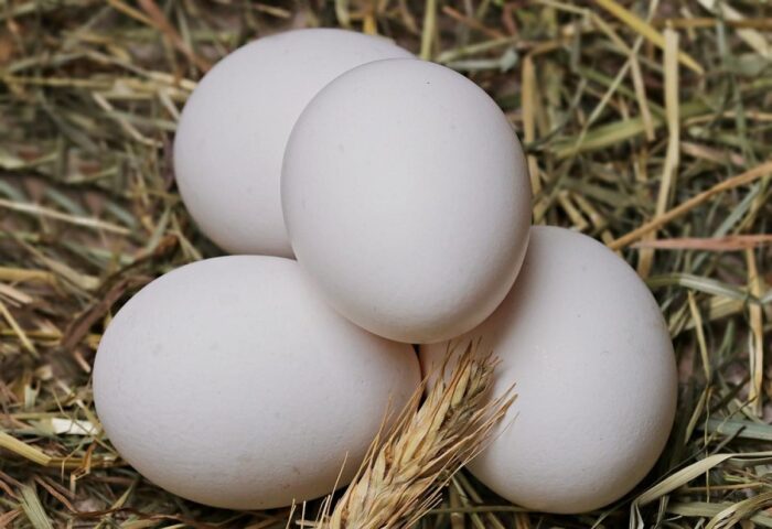 Як правильно використовувати яєчну шкаралупу для максимальної користі на городі