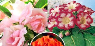 Найкращі садові квіти