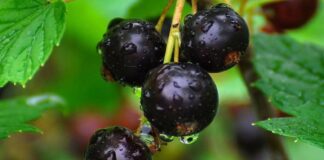 Як доглядати за смородиною у листопаді