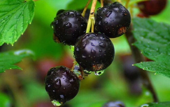 Як доглядати за смородиною у листопаді