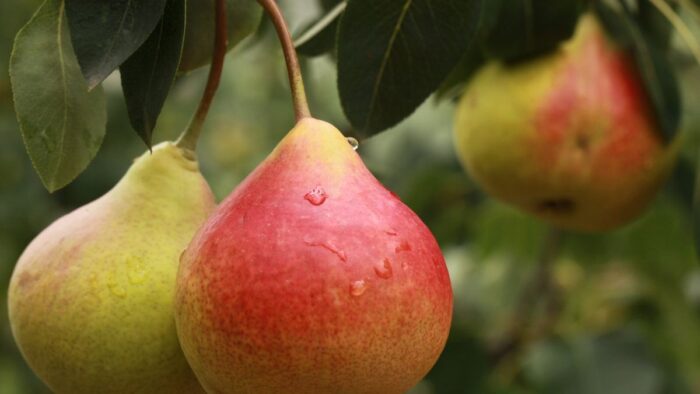 Як правильно доглядати за плодовими деревами восени та як підрізати грушу у листопаді