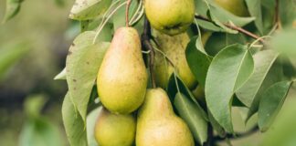 Садівники розповіли, що треба закопати під грушею для багатого врожаю
