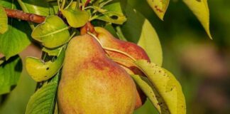 Як правильно обрізати грушу восени