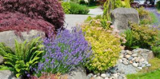 Як правильно доглядати за лавандою, обрізати та розмножувати квітку