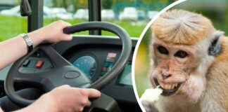 В Індії мавпа керувала маршруткою