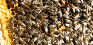 Бджоляр розповів, коли і як правильно приманити бджіл