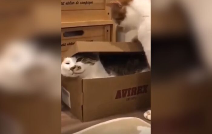 У мережі показали відео, як домашній кіт спробував закрити в коробці іншого кота
