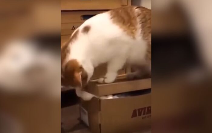 Кіт насмішив спробами закрити іншого кота у звичайній картонній коробці