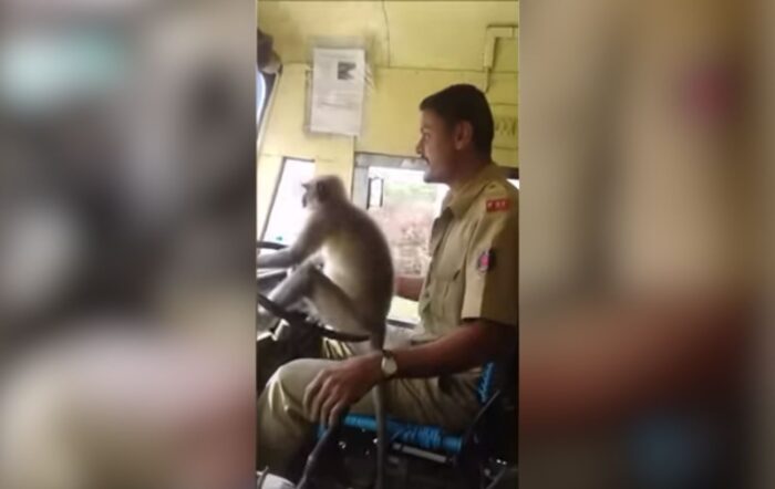 У мережі з'явились кадри, як в одній з індійських маршруток мавпа керувала з водійського сидіння