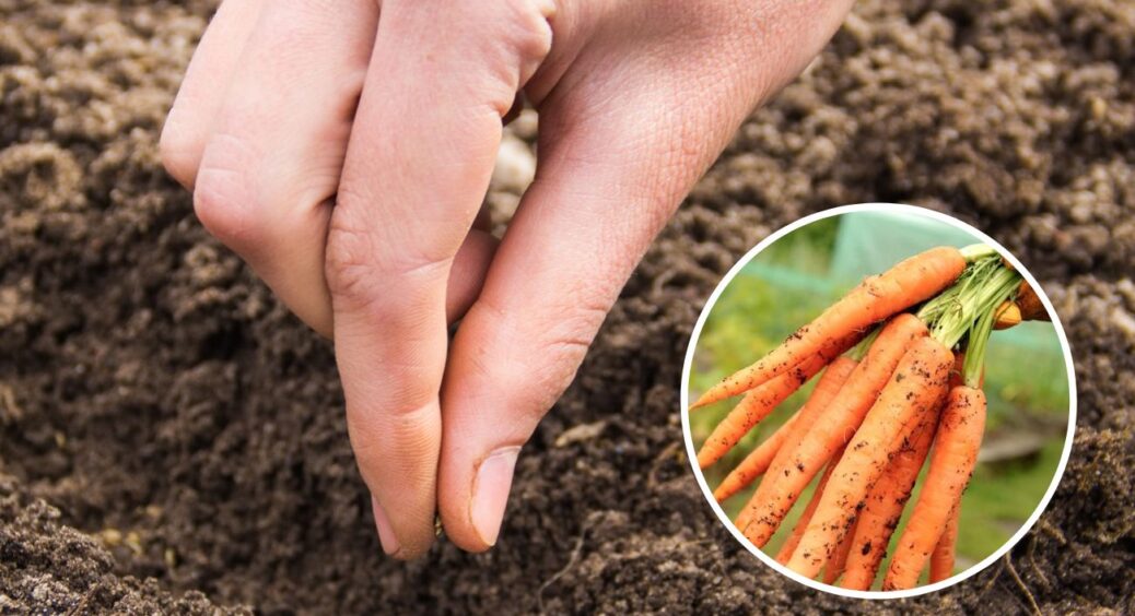 Ось що не любить озима морква: шкодую, що не знала цього раніше, зате тепер врожай не проростає до морозів 