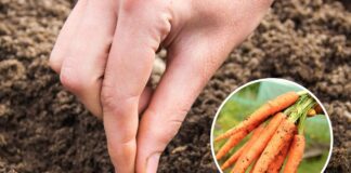 Городник розповів, як не дати озимій моркві прорости