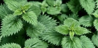 Як зробити ковдру з кропиви для огірків та в чому її користь