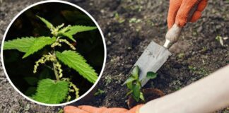 Експерти розповіли, навіщо в травні збирати кропиву