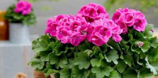 Що потрібно зробити з геранню раз на рік для пишного цвіту