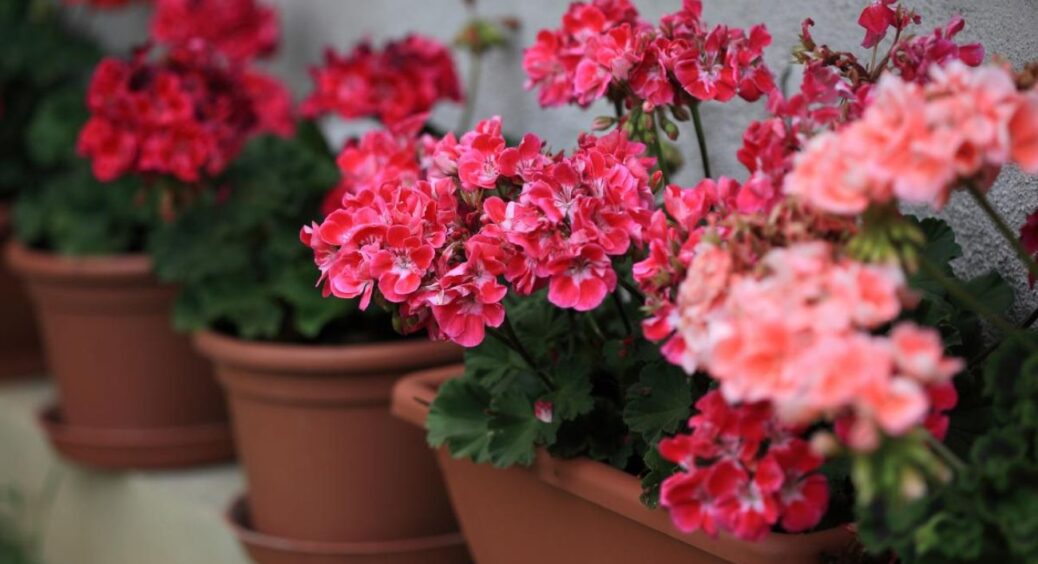 Герань переродилася від 2 крапель цієї підкормки: так зацвіла, як ніколи раніше. Буде радувати всю зиму 