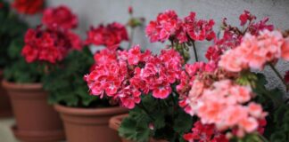 Ідеальне добриво для герані