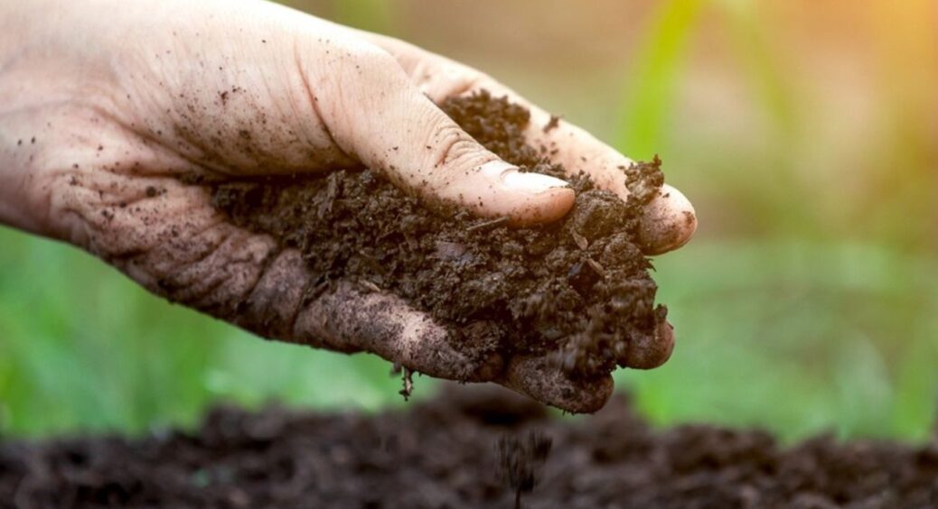 Підслухала в черзі на базарі, під якими деревами земля для розсади найкраща: ще встигнете зібрати до морозів 