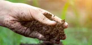 Звідки брати землю для розсади восени