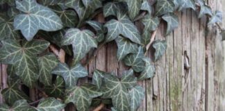 Антирейтинг садових рослин