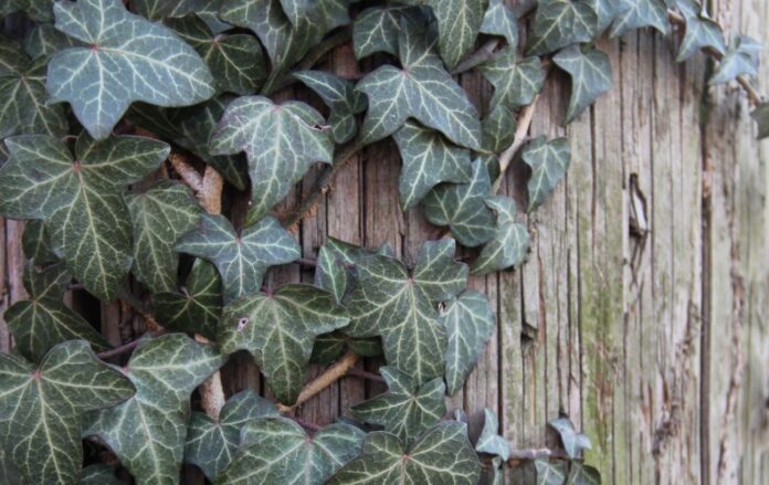 Антирейтинг садових рослин