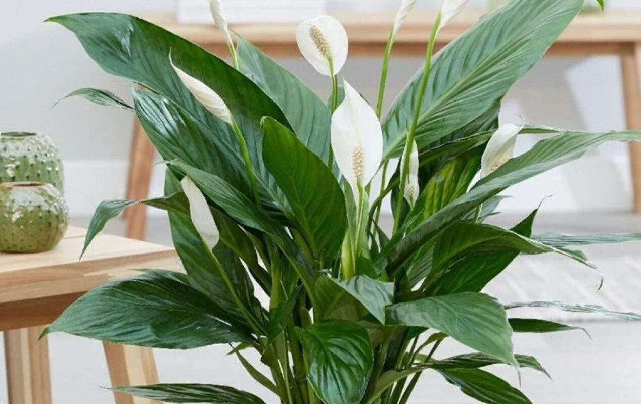 Як підгодувати спатифілум, аби він розцвів та більше не жовтів 