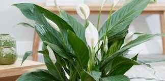 Садівники розповіли, чому спатифілум може не цвісти 