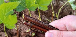 Як правильно розмножити смородину