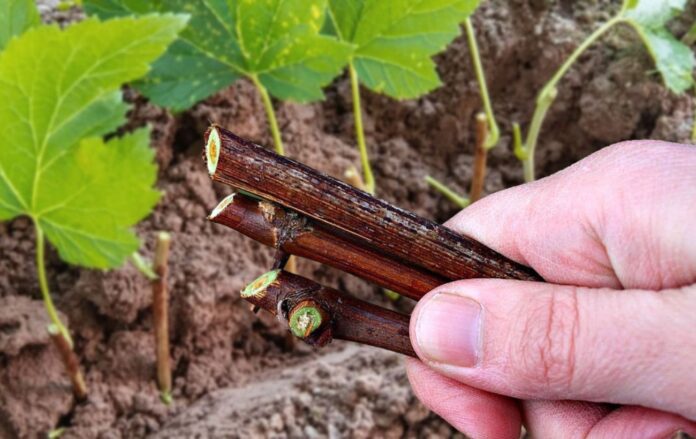 Як правильно розмножити смородину Як правильно розмножити смородину