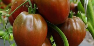 Що відомо про сорт томатів Бичаче серце
