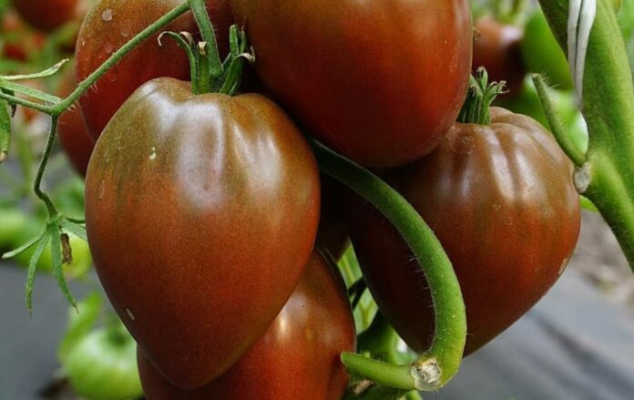 Що відомо про сорт томатів Бичаче серце