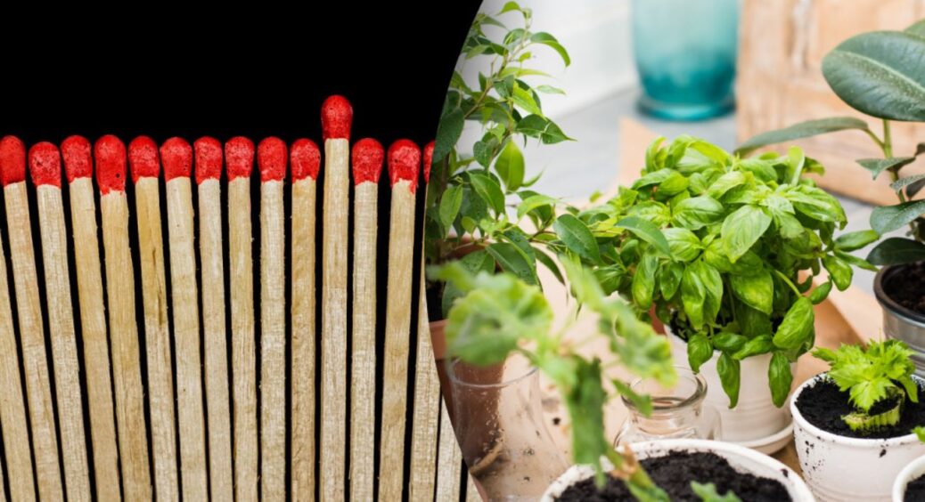 Це точно краще за магазинну хімію: дізналася, навіщо в горщики з кімнатними рослинами встромляють сірники 