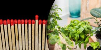 Навіщо встромляти сірники у квіткові горщики