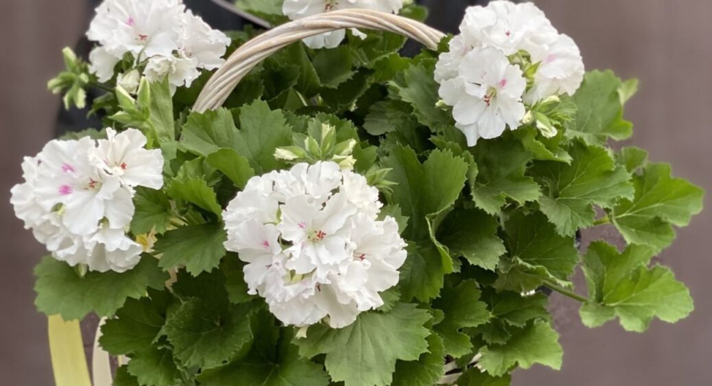 В зиму піде здорова: найкраще добриво для герані в листопаді. Нічого більш дієвого ще не придумали 