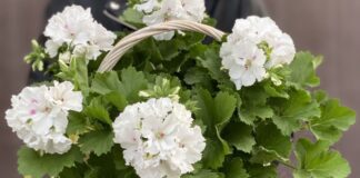 Як правильно доглядати за геранню вдома: корисні поради 