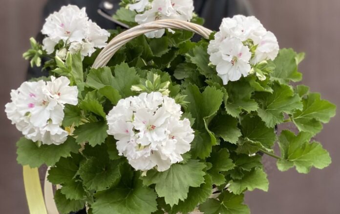 Як правильно доглядати за геранню вдома: корисні поради 