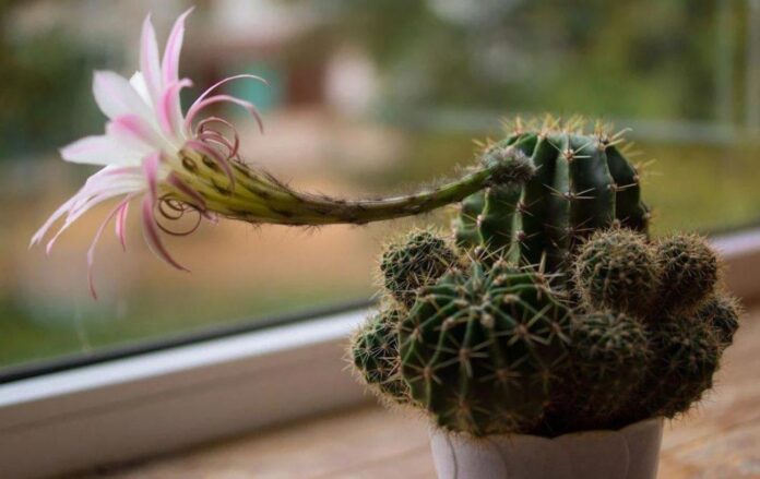 Експерти розповіли, що робити, якщо кактус почав гнити