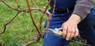 Експерти розповіли, чи варто обрізати виноград взимку 